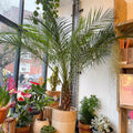 Phoenix roebelenii - Pygmy Date Palm - Sprouts of Bristol