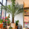 Phoenix roebelenii - Pygmy Date Palm - Sprouts of Bristol