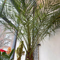 Phoenix roebelenii - Pygmy Date Palm - Sprouts of Bristol