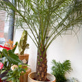 Phoenix roebelenii - Pygmy Date Palm - Sprouts of Bristol