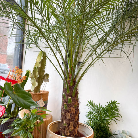 Phoenix roebelenii - Pygmy Date Palm - Sprouts of Bristol