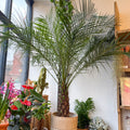 Phoenix roebelenii - Pygmy Date Palm - Sprouts of Bristol