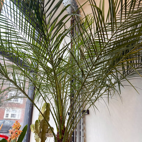 Phoenix roebelenii - Pygmy Date Palm - Sprouts of Bristol