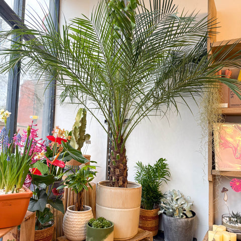 Phoenix roebelenii - Pygmy Date Palm - Sprouts of Bristol