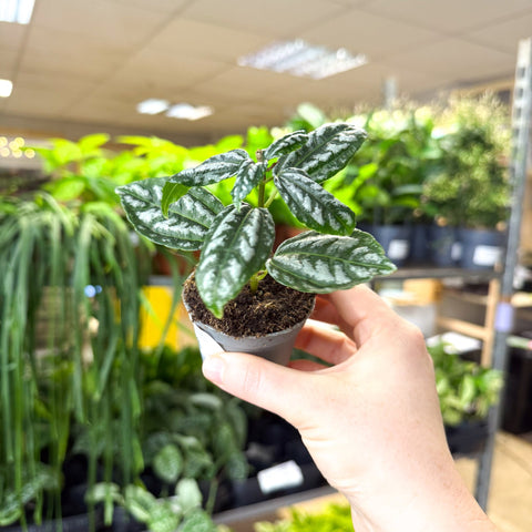 Pilea cadierei – Aluminium Plant - Sprouts of Bristol