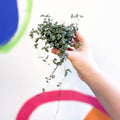 Pilea glaucophylla 'Greyzy' - Silver Sparkle Plant - Sprouts of Bristol