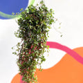 Pilea glaucophylla 'Greyzy' - Silver Sparkle Plant - Sprouts of Bristol