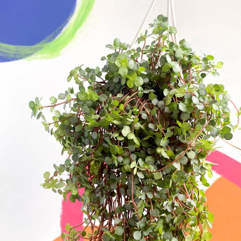 Pilea glaucophylla 'Greyzy' - Silver Sparkle Plant - Sprouts of Bristol