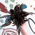 Pilea hitchcockii – Velvet Pilea - Sprouts of Bristol