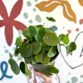 Pilea peperomioides - Chinese Money Leaf - Sprouts of Bristol