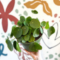 Pilea peperomioides - Chinese Money Leaf - Sprouts of Bristol