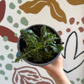 Pincushion Flower - Scabiosa columbaria 'Blue Note' - British Grown Perennial - Sprouts of Bristol