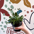 Pincushion Flower - Scabiosa columbaria 'Flutter Rose Pink' - British Grown Perennial - Sprouts of Bristol