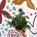 Pincushion Flower - Scabiosa columbaria 'Pink Mist' - British Grown Perennial - Sprouts of Bristol