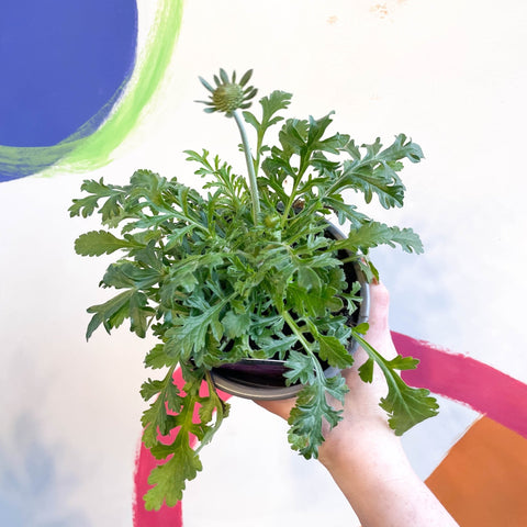 Pincushion Flower - Scabiosa columbaria 'Rose Pink' - British Grown Perennial - Sprouts of Bristol