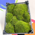 Pincushion Moss (Living) - Leucobryum glaucum - Terrarium Supplies - Sprouts of Bristol