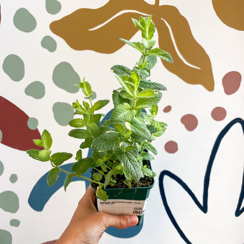 Pineapple Mint - Mentha suaveolens variegata - Cotswolds Grown Culinary Herbs - Sprouts of Bristol