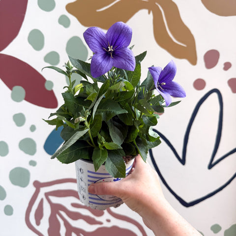 Platycodon grandiflorus 'Astra Blue' - Balloon Flower - Sprouts of Bristol