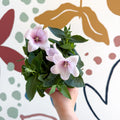 Platycodon grandiflorus 'Astra Pink' - Balloon Flower - Sprouts of Bristol