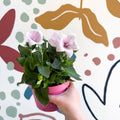 Platycodon grandiflorus 'Astra Pink' - Balloon Flower - Sprouts of Bristol