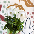 Platycodon grandiflorus 'Astra White' - Balloon Flower - Sprouts of Bristol