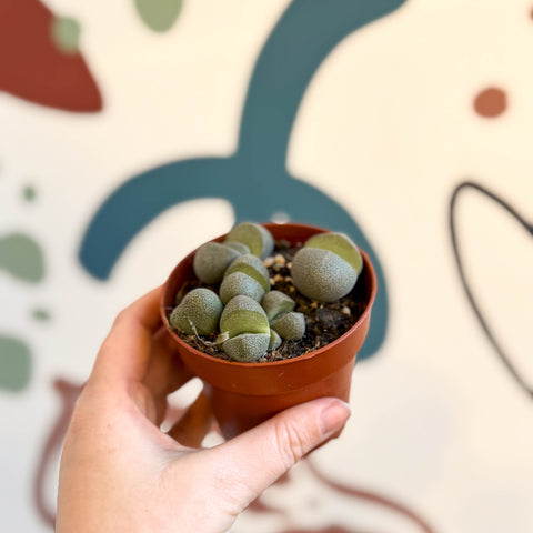 Pleiospilos nelii - Living Granite - Sprouts of Bristol