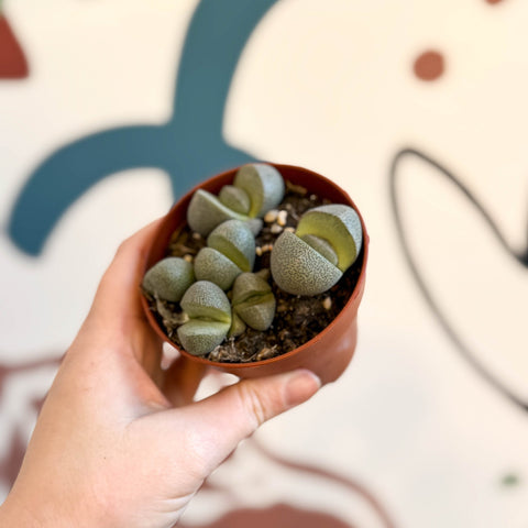 Pleiospilos nelii - Living Granite - Sprouts of Bristol