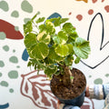 Polyscias balfouriana – Balfour Aralia - Sprouts of Bristol