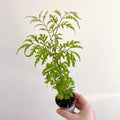 Polyscias filicifolia - Fern - leaf Aralia - Sprouts of Bristol