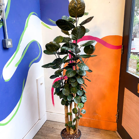 Polyscias scutellaria 'Fabian' - Sprouts of Bristol