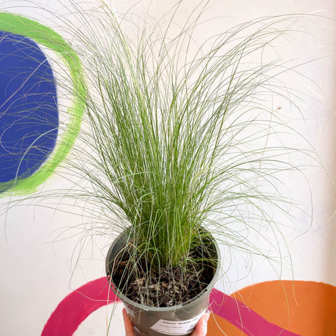 Ponytails Grass - Stipa tenuissima - Cotswold Grown Perennial - Sprouts of Bristol