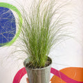 Ponytails Grass - Stipa tenuissima - Cotswold Grown Perennial - Sprouts of Bristol