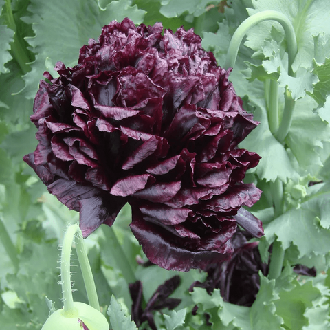 Poppy 'Black Peony' Seeds - Sprouts of Bristol