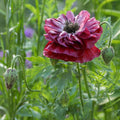 Poppy (Papaver rhoeas) ‘Pandora’ Seeds - Sprouts of Bristol