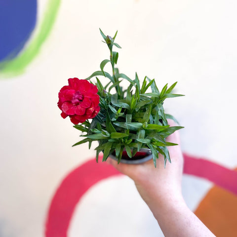 Pot Carnations - Dianthus 'Oscar Cherry' - British Grown - Sprouts of Bristol