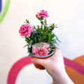 Pot Carnations - Dianthus 'Oscar Pink Heart' - British Grown - Sprouts of Bristol