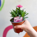 Pot Carnations - Dianthus 'Oscar Pink & Purple' - British Grown - Sprouts of Bristol