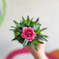 Pot Carnations - Dianthus 'Oscar Pink & Purple' - British Grown - Sprouts of Bristol