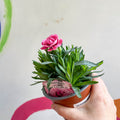 Pot Carnations - Dianthus 'Oscar Pink & Purple' - British Grown - Sprouts of Bristol