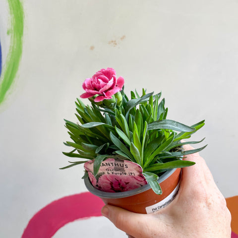 Pot Carnations - Dianthus 'Oscar Pink & Purple' - British Grown - Sprouts of Bristol