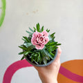 Pot Carnations - Dianthus 'Oscar Purple Star' - British Grown - Sprouts of Bristol