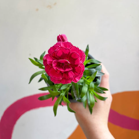 Pot Carnations - Dianthus 'Oscar Purple Wings' - British Grown - Sprouts of Bristol