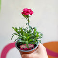 Pot Carnations - Dianthus 'Oscar Purple Wings' - British Grown - Sprouts of Bristol