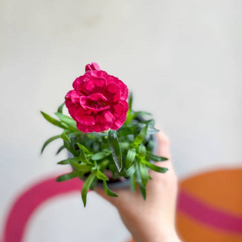 Pot Carnations - Dianthus 'Oscar Purple Wings' - British Grown - Sprouts of Bristol