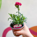 Pot Carnations - Dianthus 'Oscar Purple Wings' - British Grown - Sprouts of Bristol
