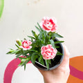 Pot Carnations - Dianthus 'Oscar White & Red' - British Grown - Sprouts of Bristol