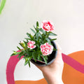 Pot Carnations - Dianthus 'Oscar White & Red' - British Grown - Sprouts of Bristol