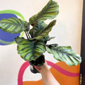 Prayer Plant - Calathea fasciata - Sprouts of Bristol
