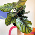 Prayer Plant - Calathea fasciata - Sprouts of Bristol