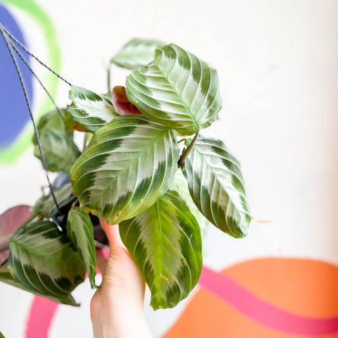 Prayer Plant - Maranta leuconeura 'Silver Band' - Sprouts of Bristol